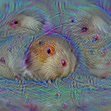 n02364673 guinea pig, Cavia cobaya